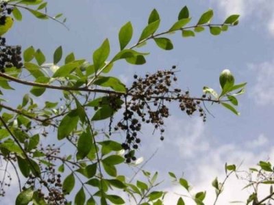 Le Lawsonia inermis ou henné