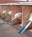 Une ferme d'élevage de renards