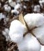 Entretenir correctement ses vêtements à base de coton