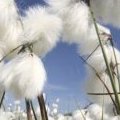 Le projet « Better Cotton » pour une mode responsable