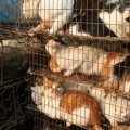 Un élévage de chiens et de chats en Chine