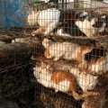 Un élévage de chiens et de chats en Chine