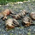 L'excécution atroce des renards dans les fermes d'élevage