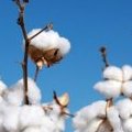 La plantation de coton