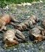 L'excécution atroce des renards dans les fermes d'élevage