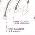 Le cycle de vie d'un cheveu en image