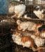 Un élévage de chiens et de chats en Chine