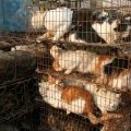 Un élévage de chiens et de chats en Chine