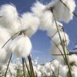 Le projet « Better Cotton » pour une mode responsable