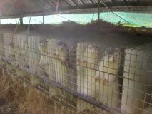 Une ferme d’élevage de visons
