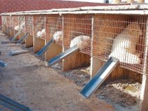 Une ferme d’élevage de renards