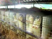 Des visons prisonniers de leur habitât
