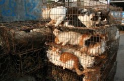 Un élévage de chiens et de chats en Chine