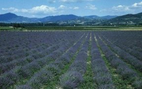 Tous les parfums mènent à Grasse...