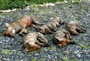 L'excécution atroce des renards dans les fermes d'élevage
