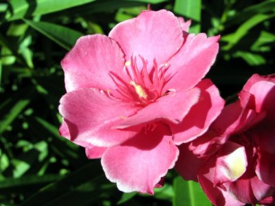 Se démaquiller avec avec le laurier-rose