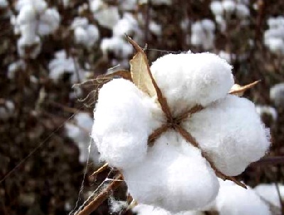 Entretenir correctement ses vêtements à base de coton