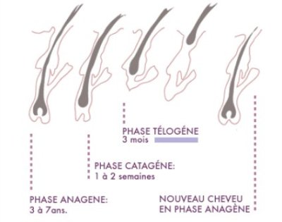 Le cycle de vie d'un cheveu en image