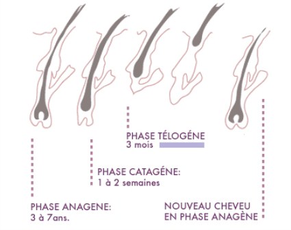 Le cycle de vie d’un cheveu en image