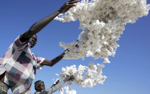 Culture du coton génétiquement modifié