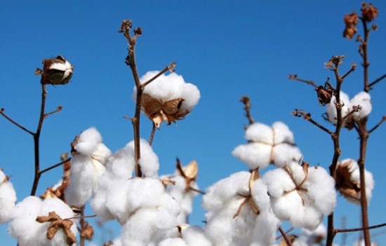 La plantation de coton